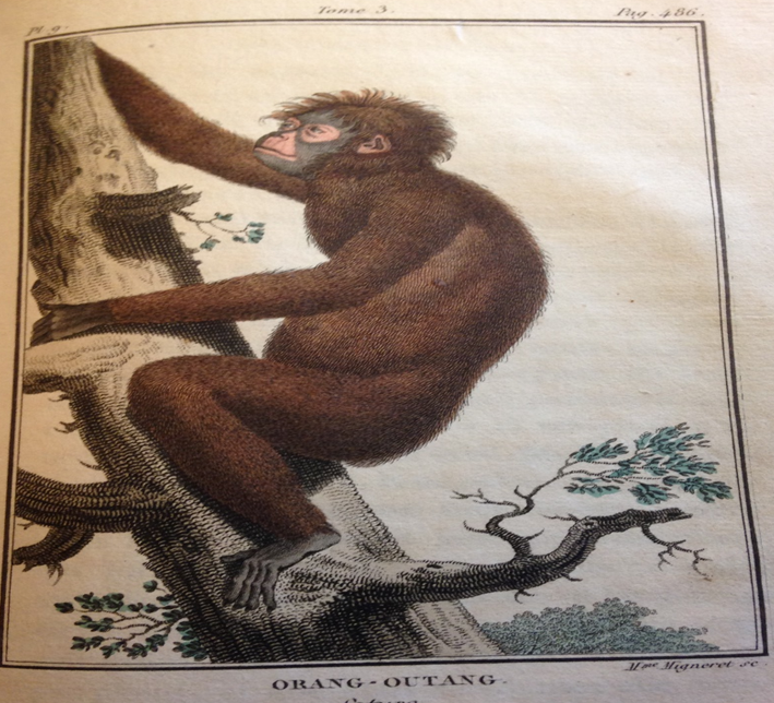Illustration Qui a vu l'homme-singe ? Puissance d'une image, entre mythe et sciences naturelles (XVIIIe-XXIe siècle)